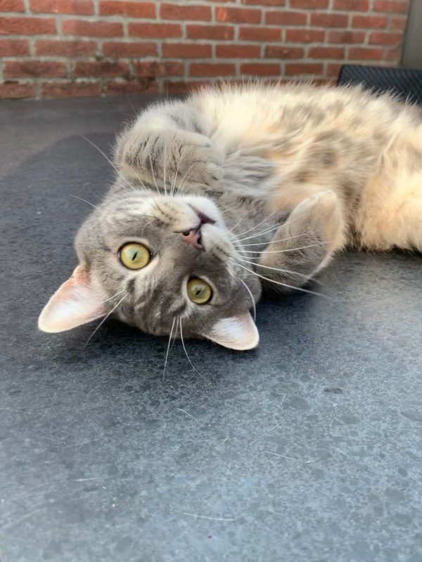 Marley