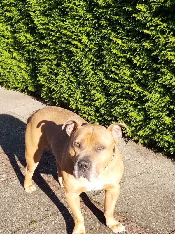 Tigo