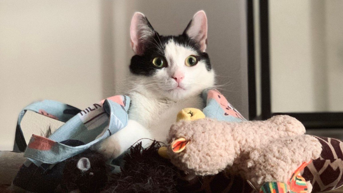 Finn