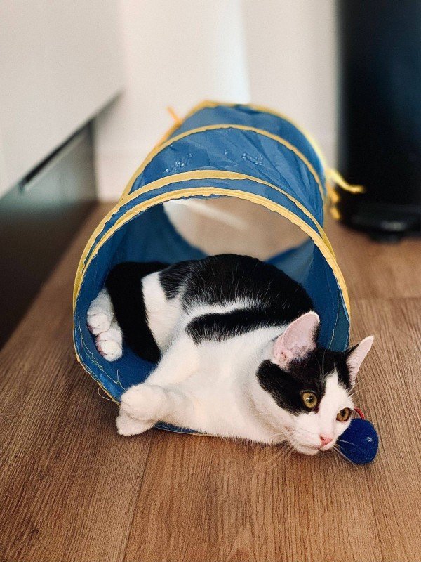 Finn