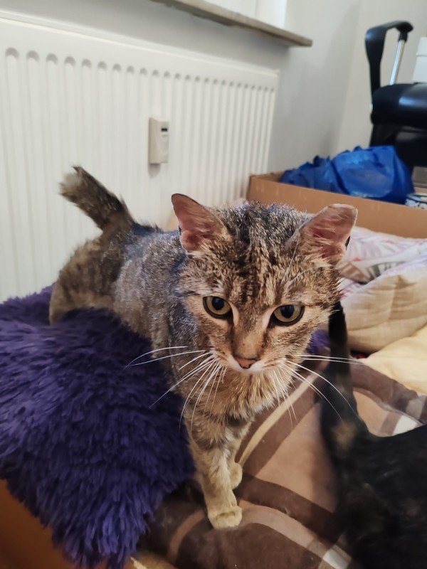 Freya
