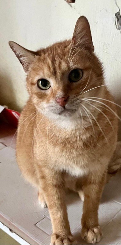 Benji