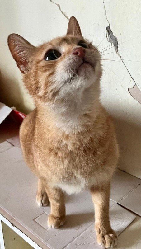 Benji