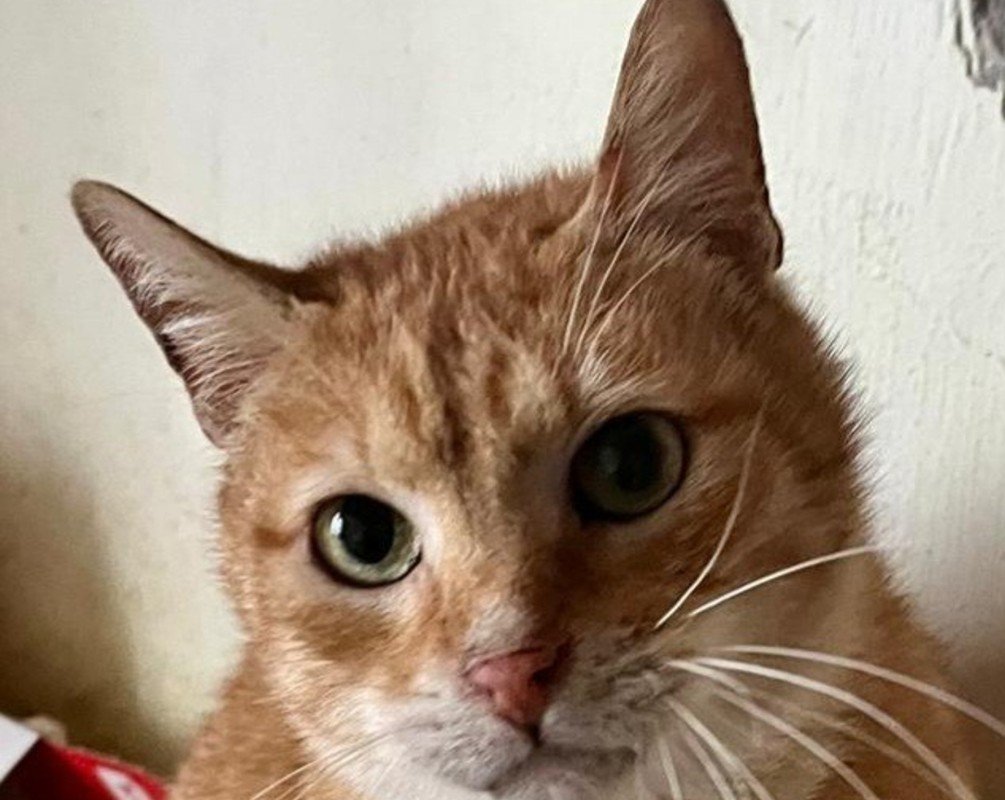 Benji