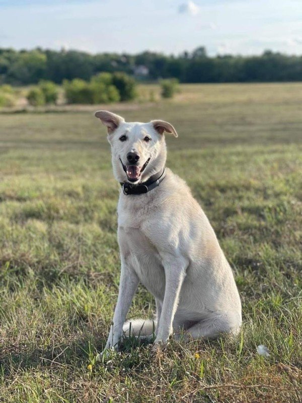 Lili