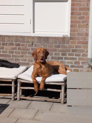 Otto