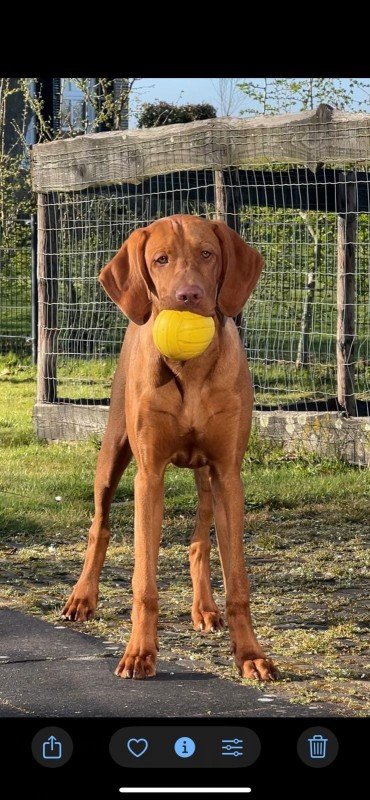 Otto