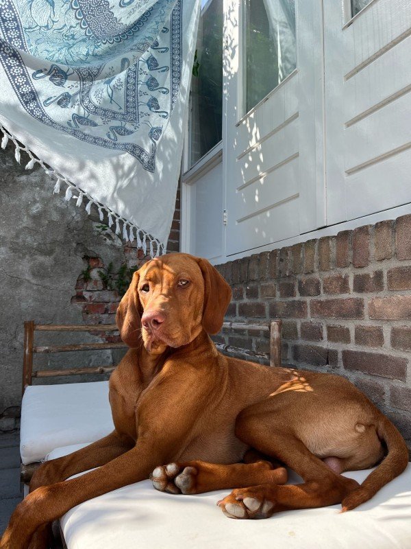 Otto