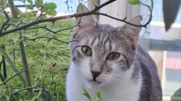 Tabitha