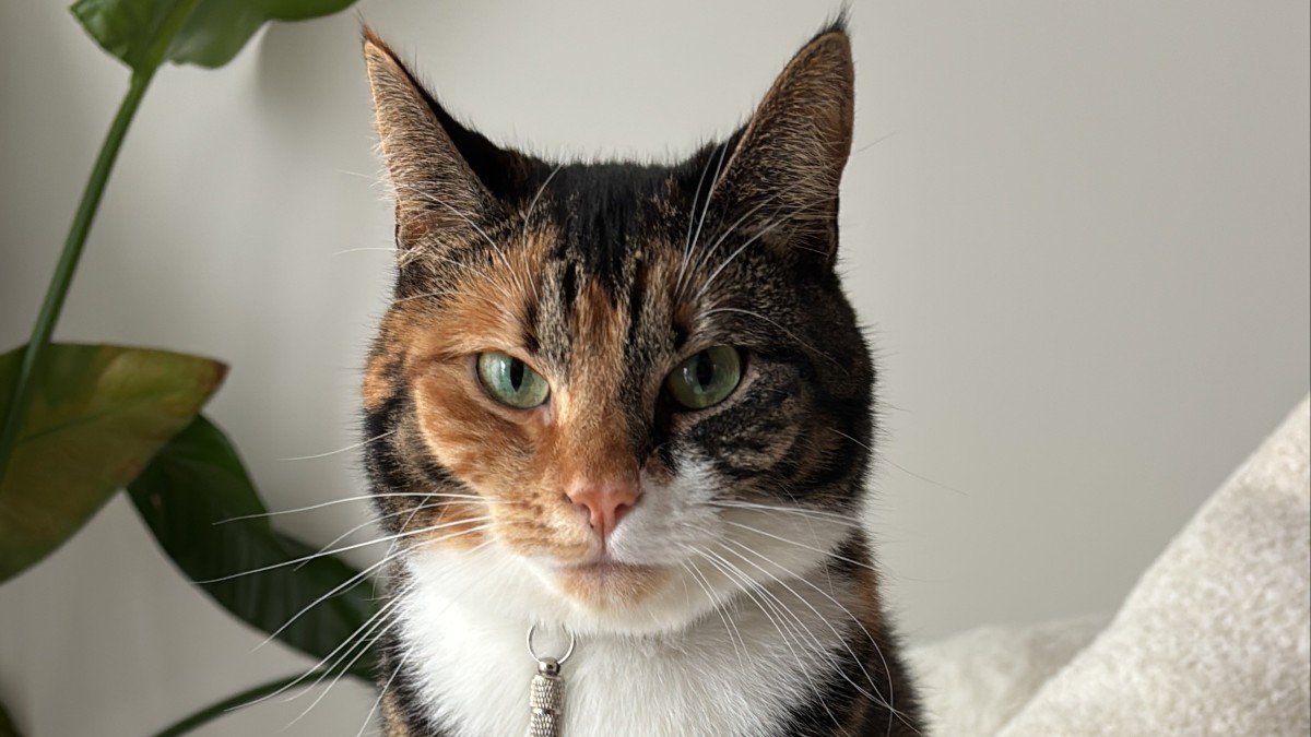 Tika