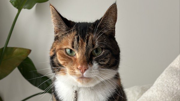 Tika