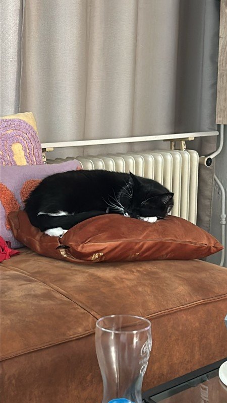 Muis