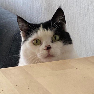 Catou