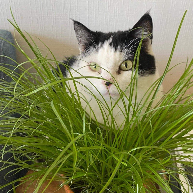 Catou