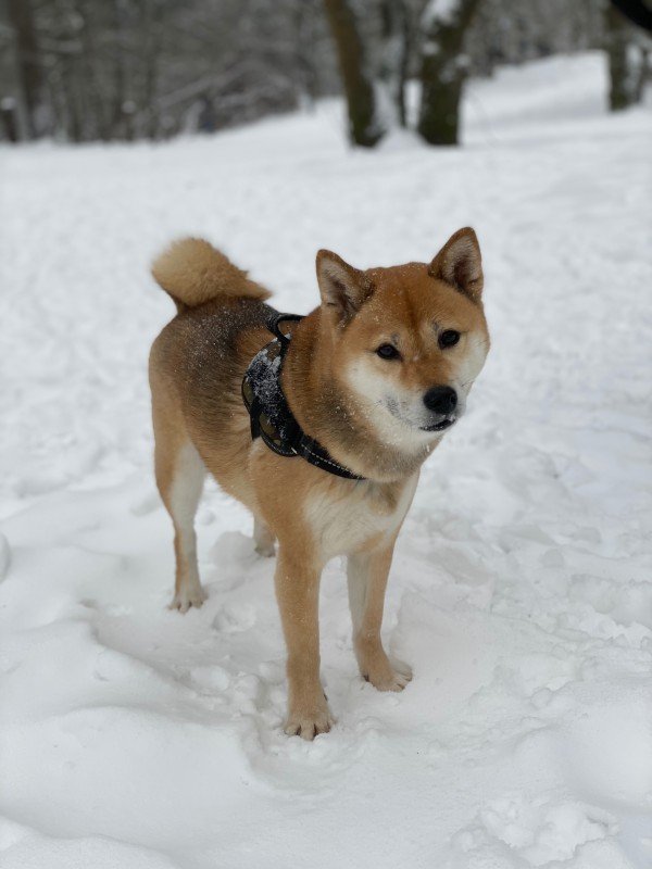 Akira