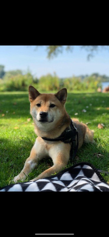 Akira