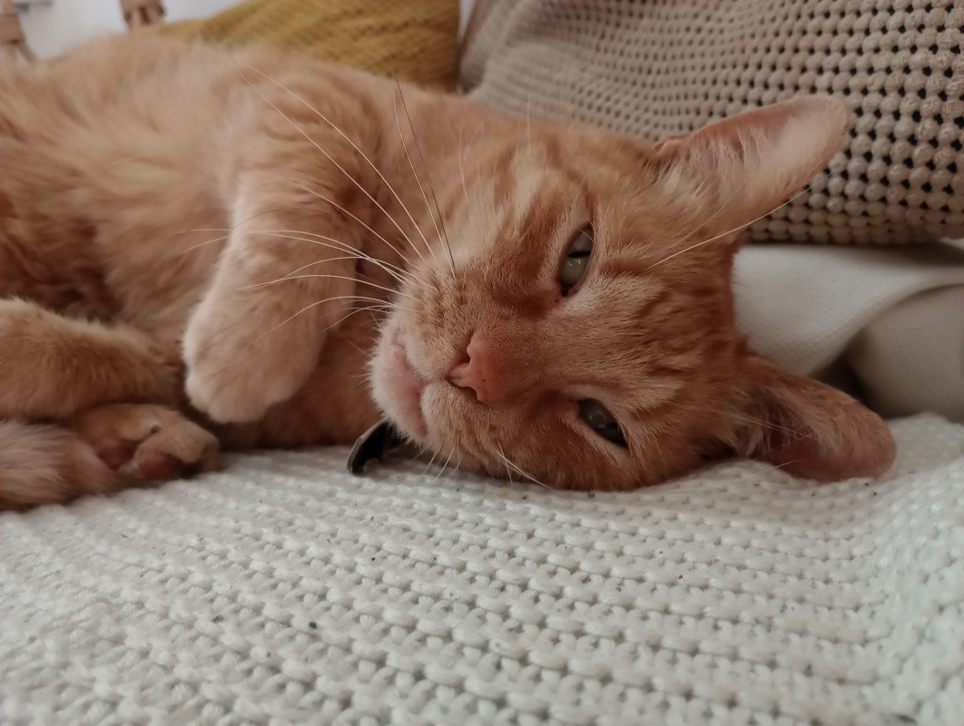 Ollie