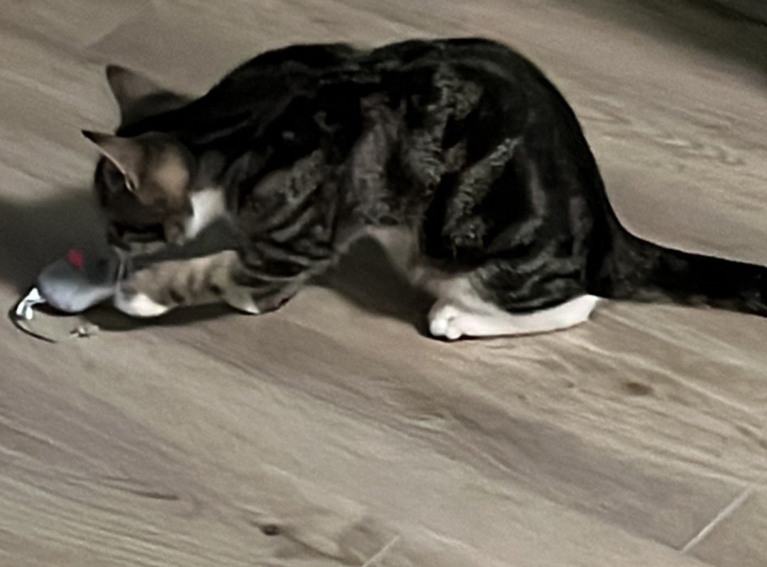 Bo