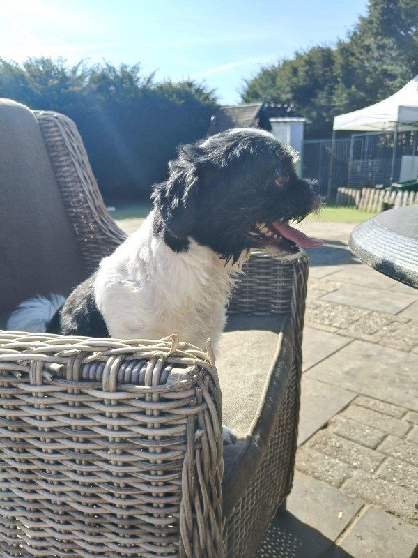 Daisy