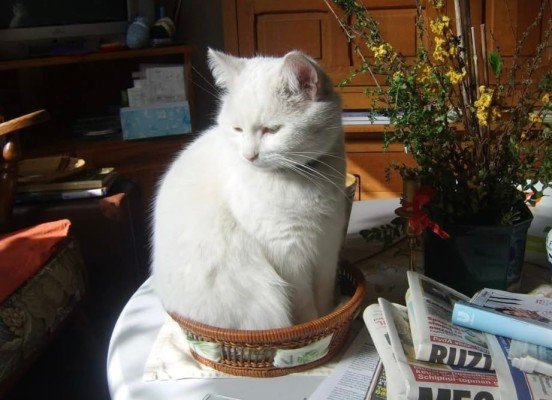 Blanchie