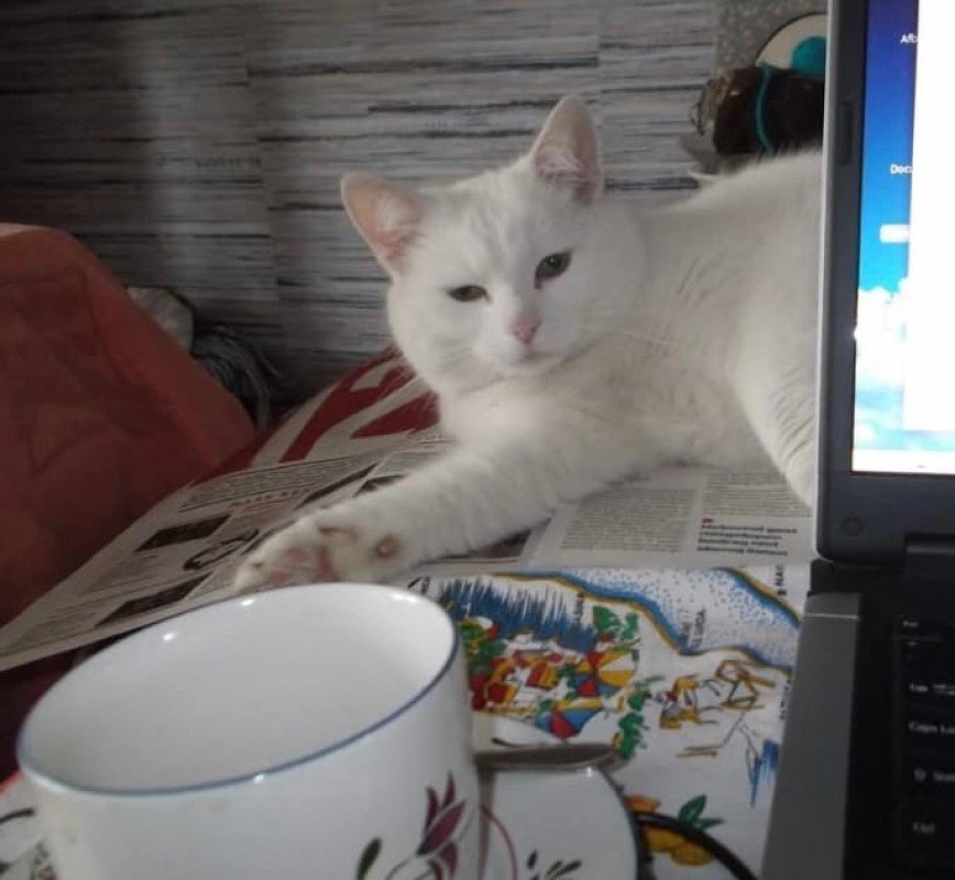 Blanchie