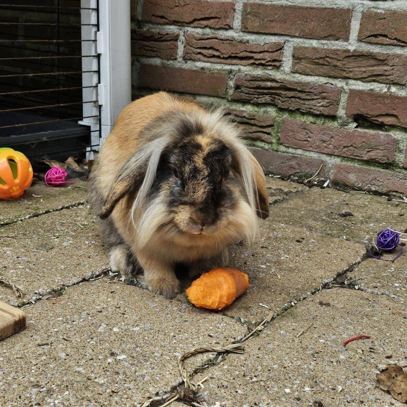 Coco