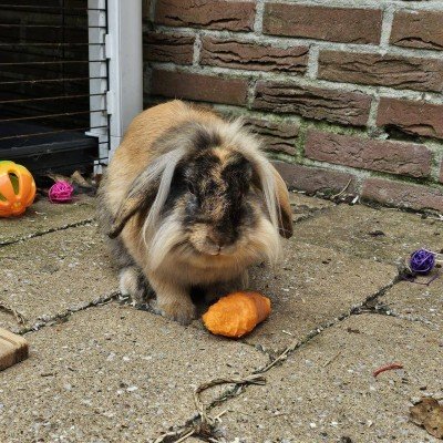 Coco