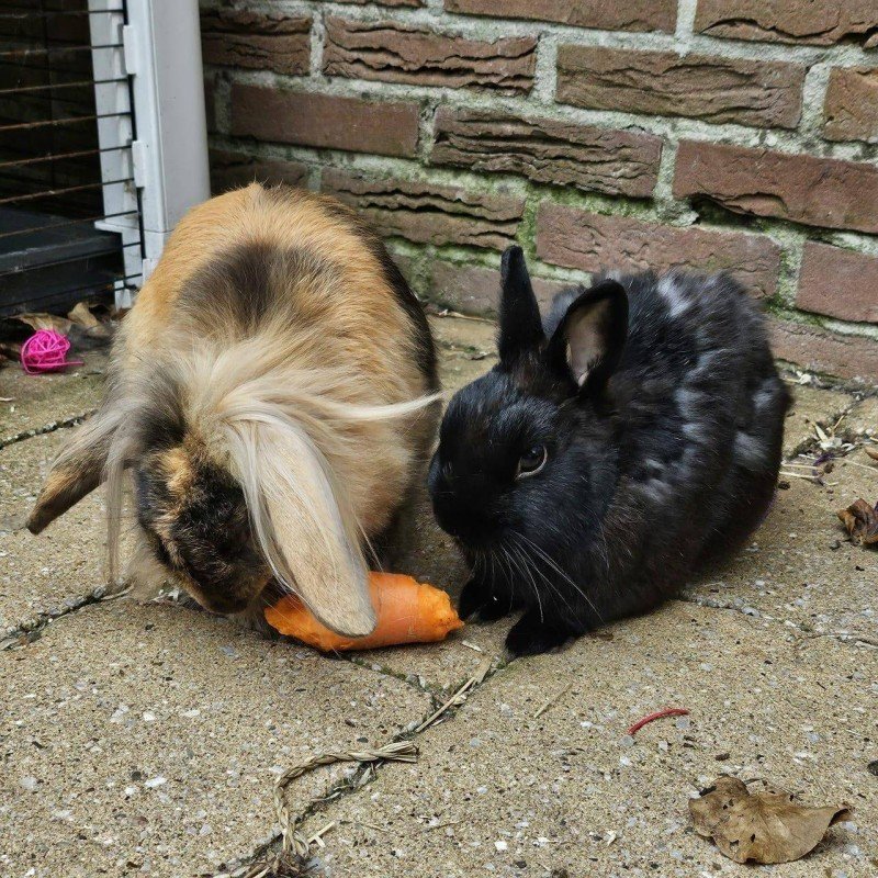 Coco