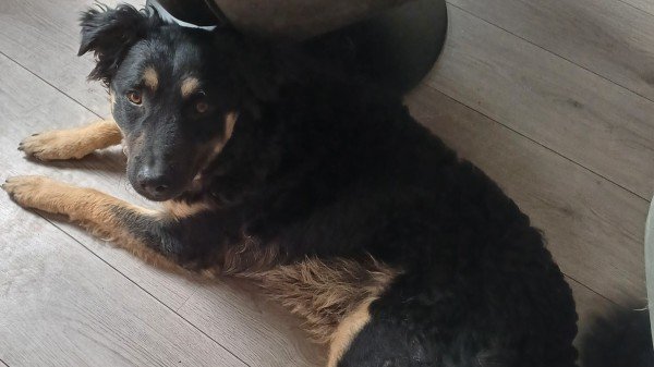 Blacky