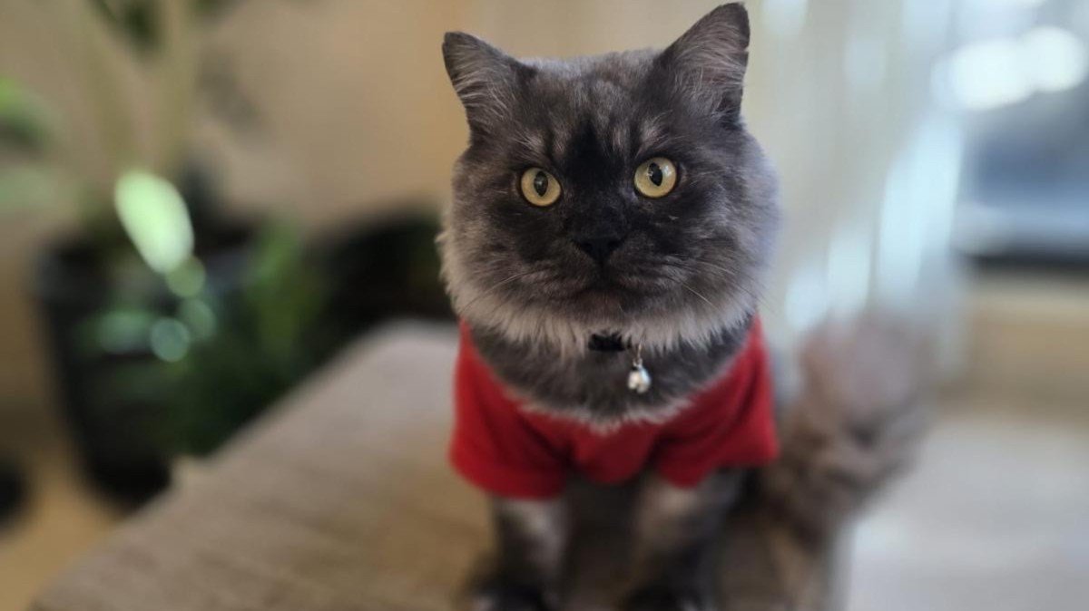 Tom