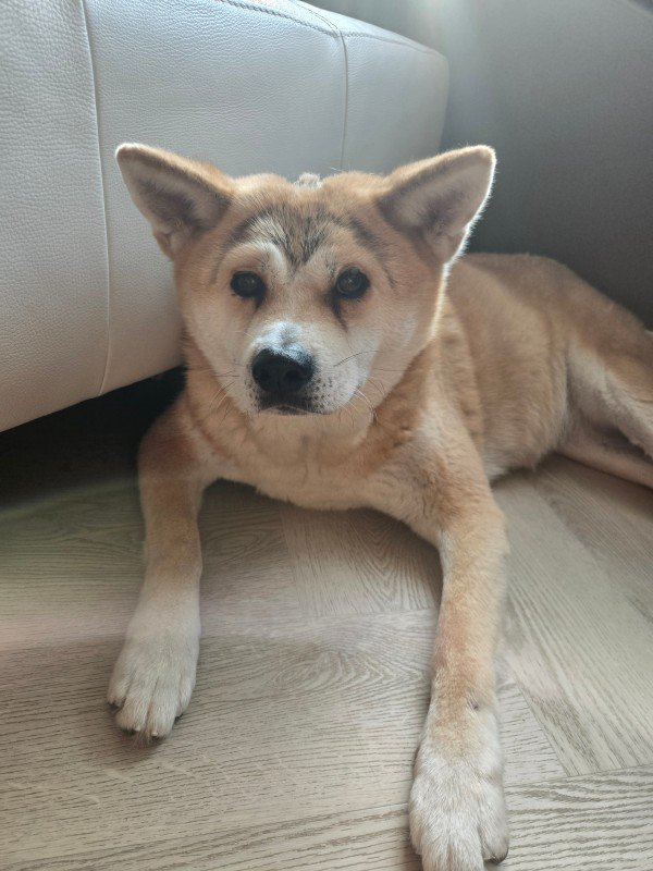 Kaya