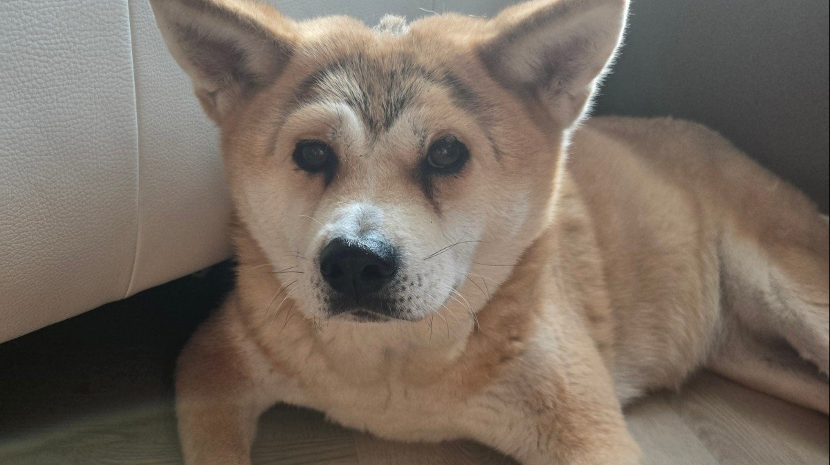 Kaya