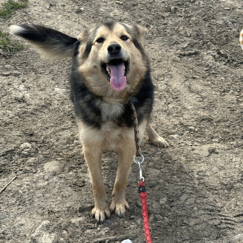 Pippa