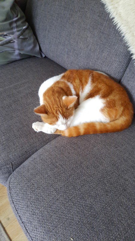 Mollie