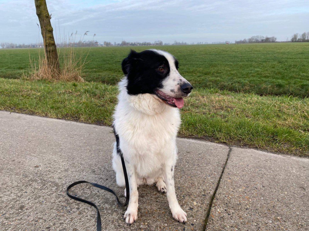 Ella