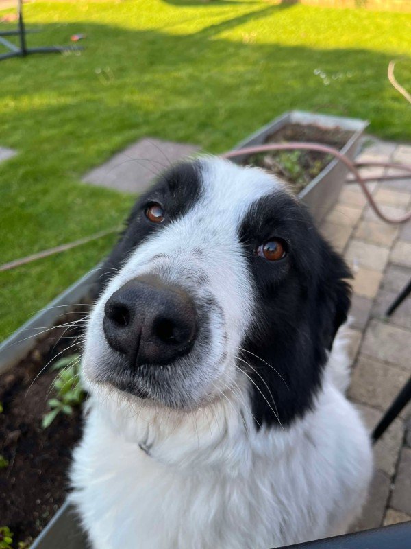 Ella