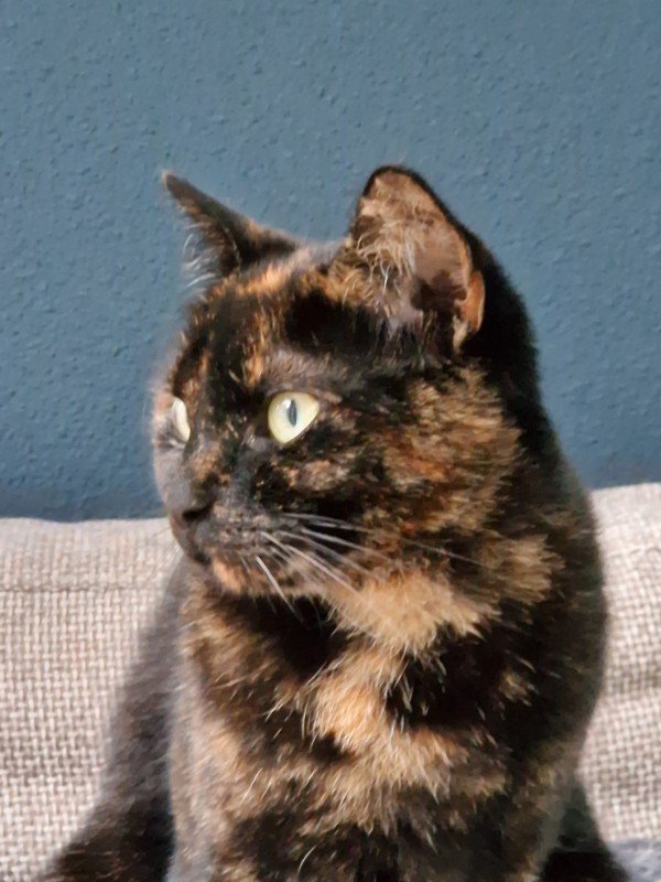 Panter