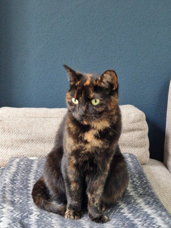 Panter