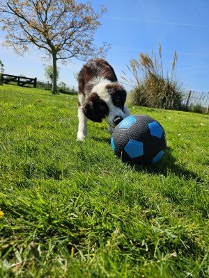 Vinnie
