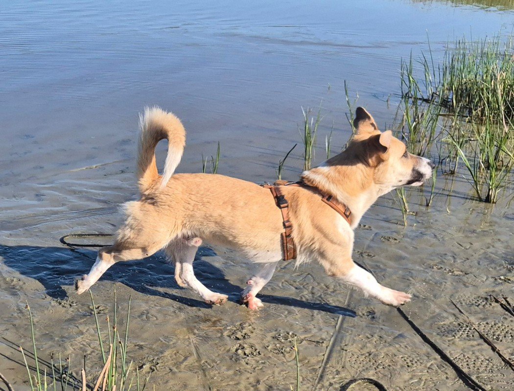 Rollo