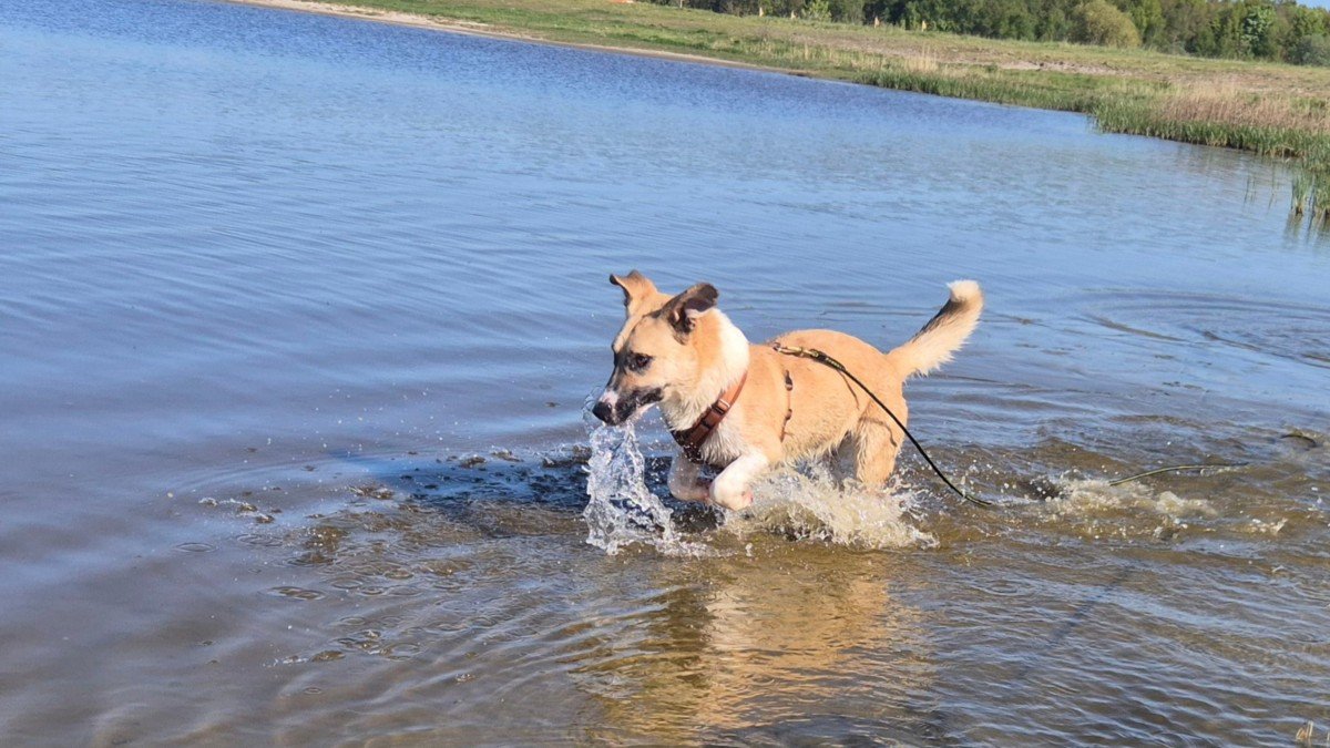 Rollo