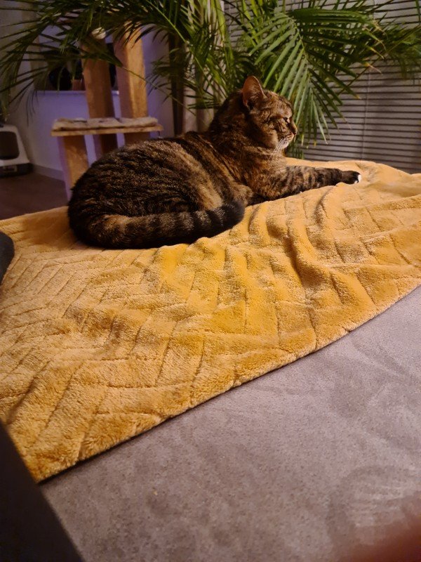 Kitty
