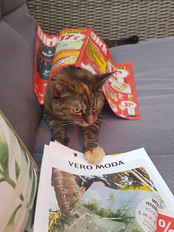 Kitty