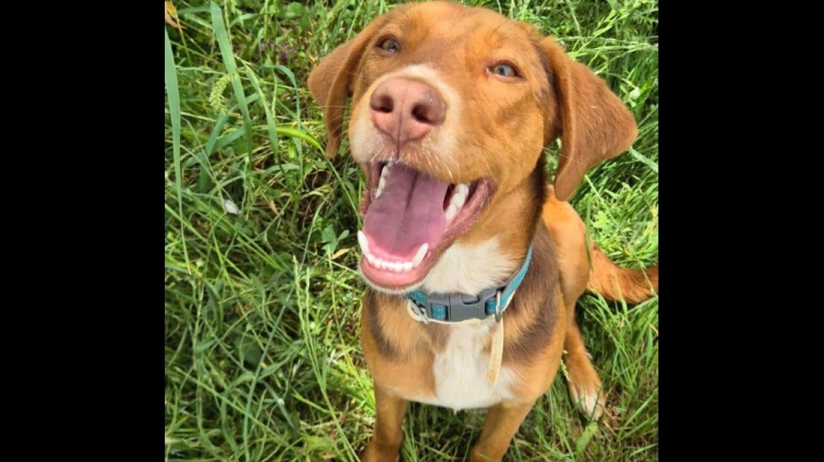 Remi