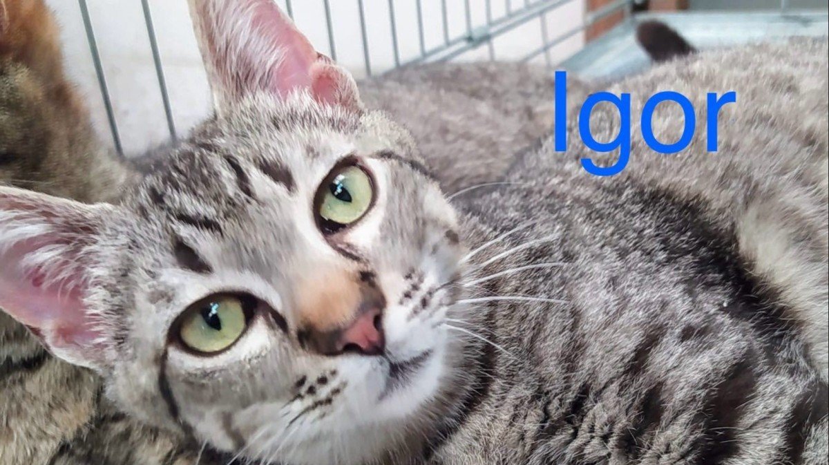 IGOR