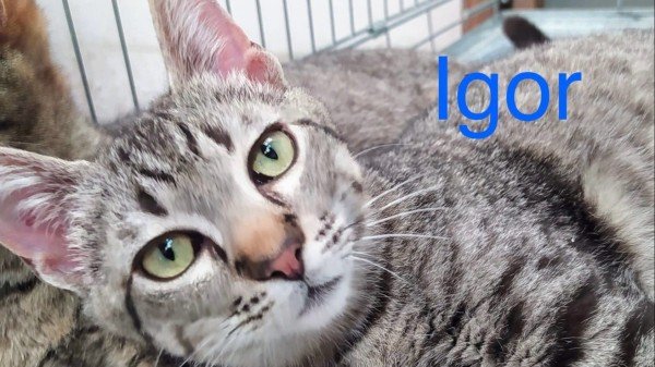 IGOR