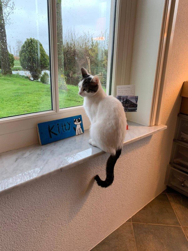 Kitty
