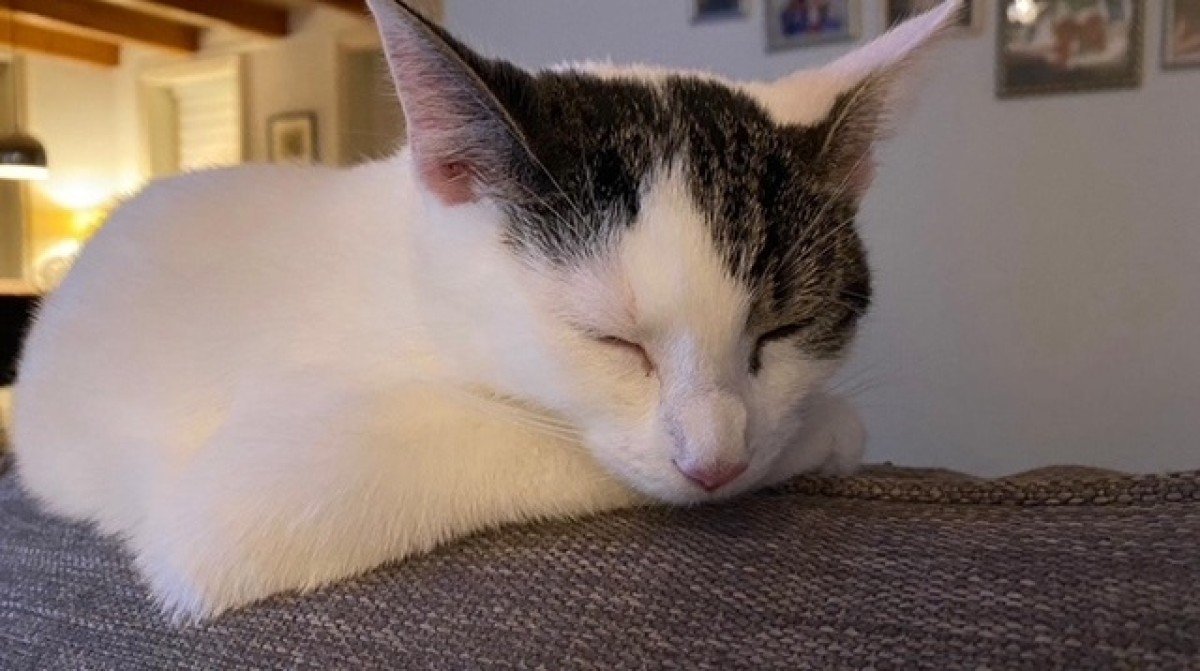 Kitty
