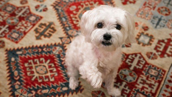 Charlie