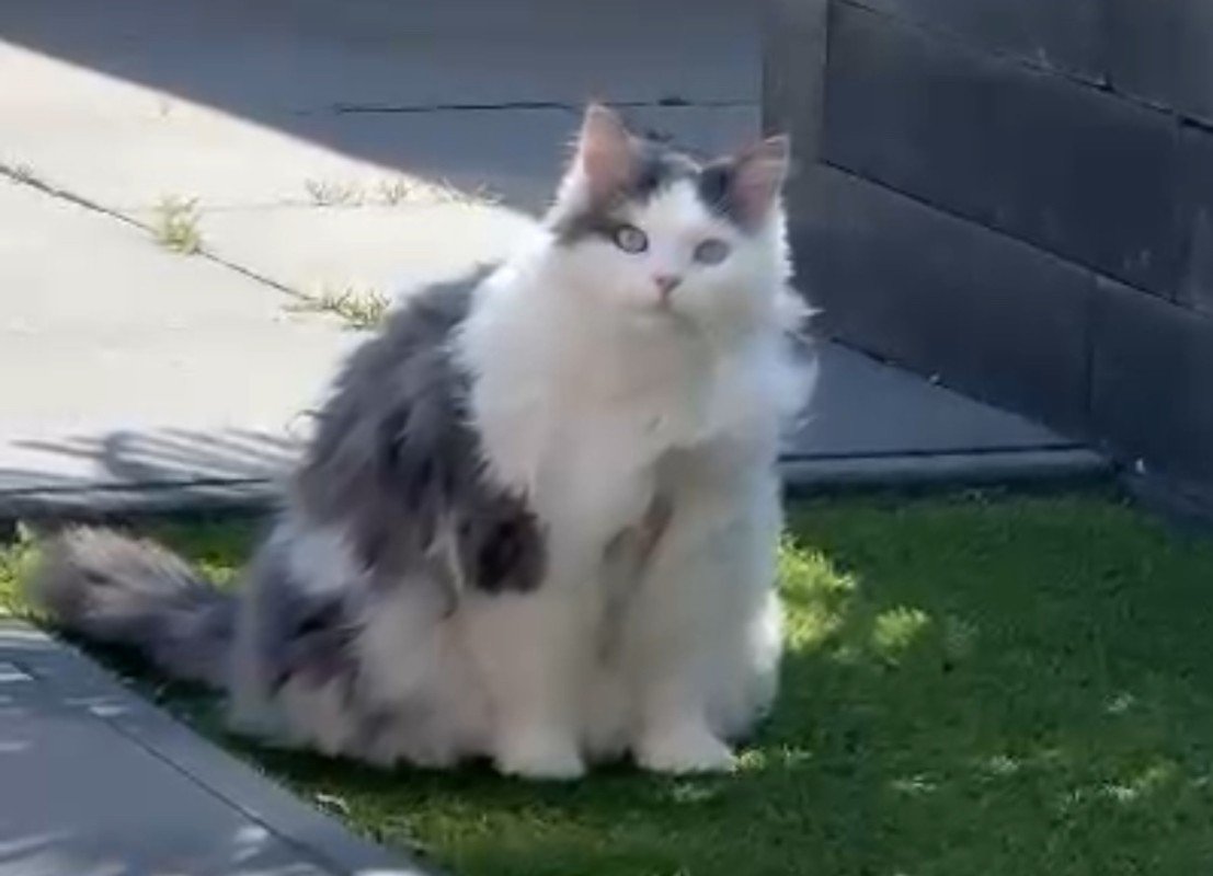 Angel